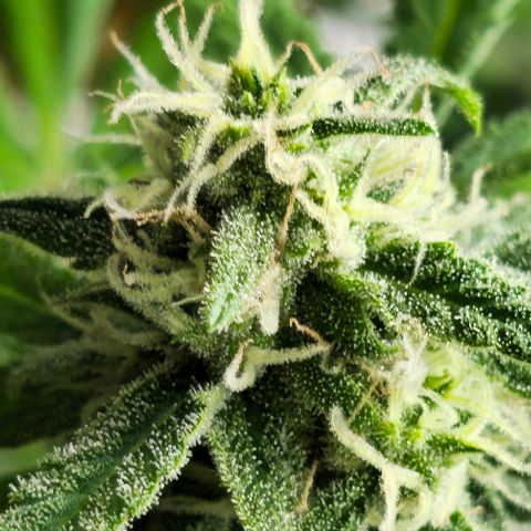 Gelato OG Auto #1 growlog timeline photo