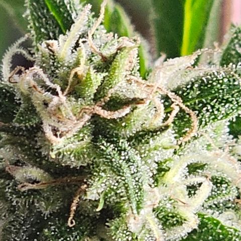 Gelato OG Auto #1 growlog timeline photo