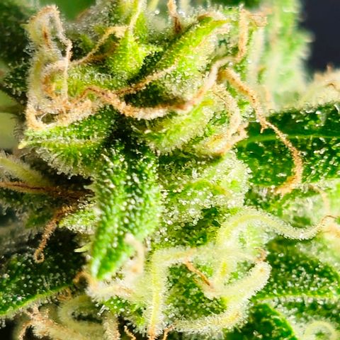 Gelato OG Auto #1 growlog timeline photo
