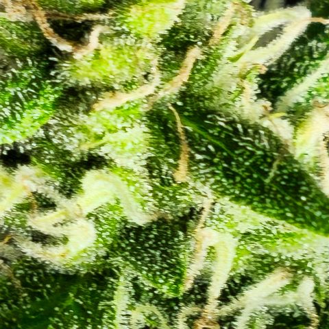Gelato OG Auto #1 growlog timeline photo
