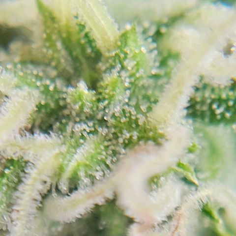 Gelato OG Auto #1 growlog timeline photo