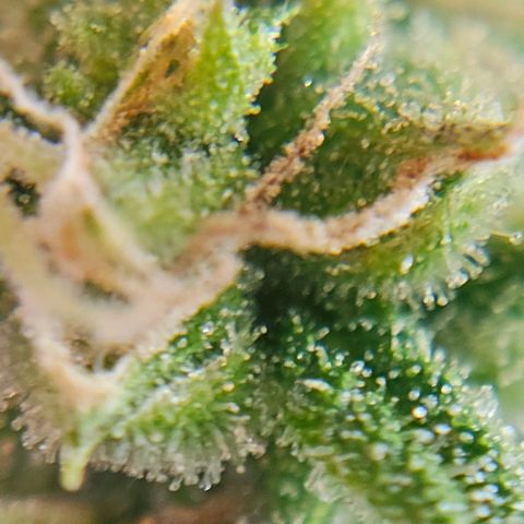 Gelato OG Auto #1 growlog timeline photo