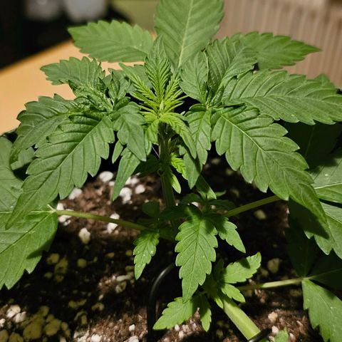 Amnesia Haze Auto #2 growlog timeline photo