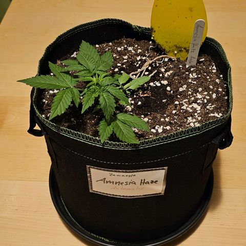 Amnesia Haze Auto #2 growlog timeline photo