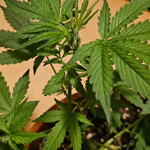 Lemon Auto #5 growlog timeline photo
