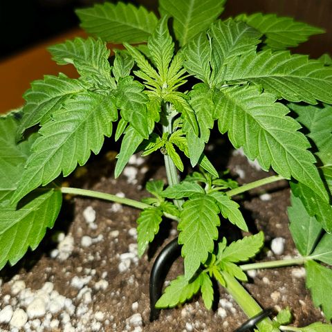 Amnesia Haze Auto #2 growlog timeline photo