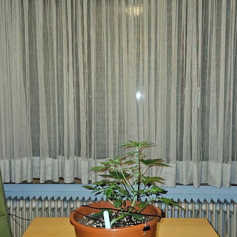 Lemon Auto #5 growlog timeline photo