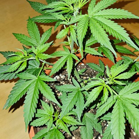 Lemon Auto #5 growlog timeline photo