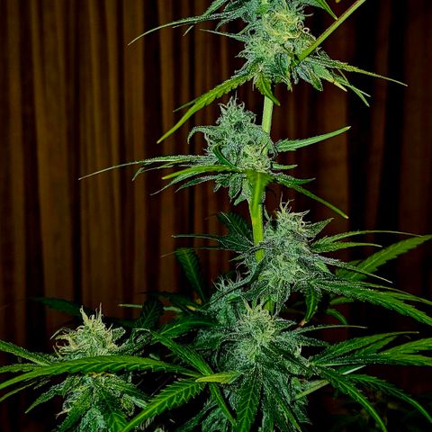 Gelato OG Auto #1 growlog timeline photo