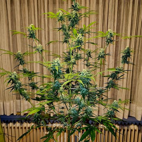 Gelato OG Auto #1 growlog timeline photo