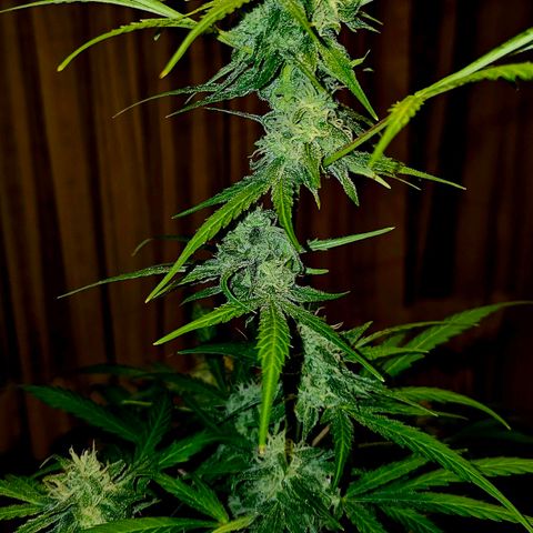Gelato OG Auto #1 growlog timeline photo