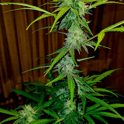 Gelato OG Auto #1 growlog timeline photo