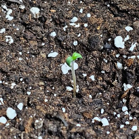 Do-Si-Dos #1 growlog timeline photo