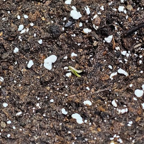 Do-Si-Dos #1 growlog timeline photo