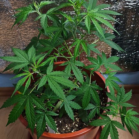 Lemon Auto #5 growlog timeline photo