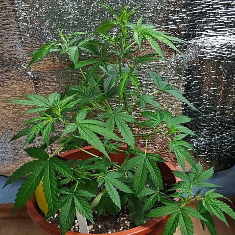 Lemon Auto #5 growlog timeline photo