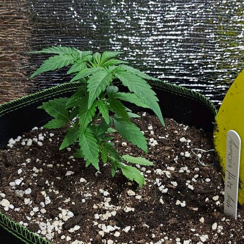 Amnesia Haze Auto #2 growlog timeline photo