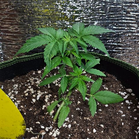 Amnesia Haze Auto #2 growlog timeline photo
