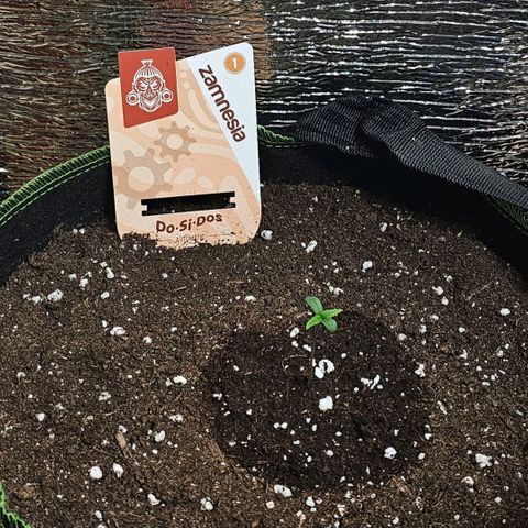 Do-Si-Dos #1 growlog timeline photo