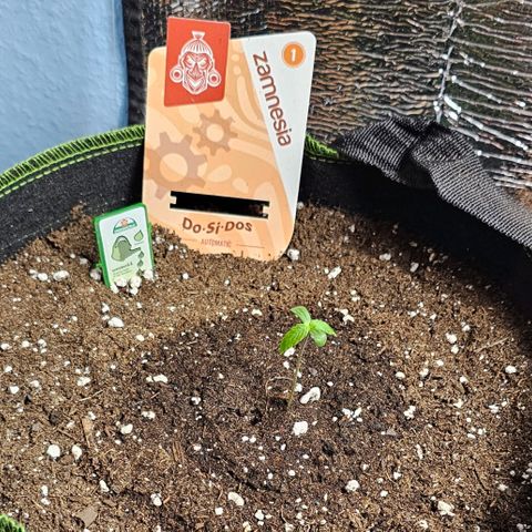 Do-Si-Dos #1 growlog timeline photo