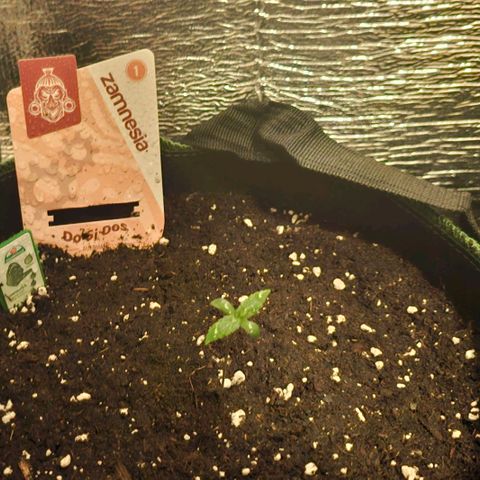 Do-Si-Dos #1 growlog timeline photo