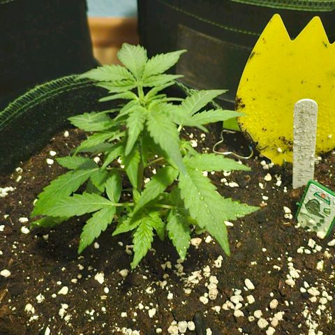 Amnesia Haze Auto #2 growlog timeline photo
