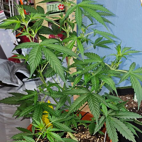 Lemon Auto #5 growlog timeline photo
