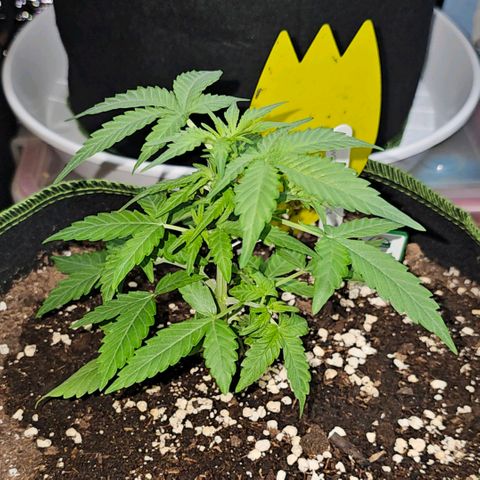 Amnesia Haze Auto #2 growlog timeline photo
