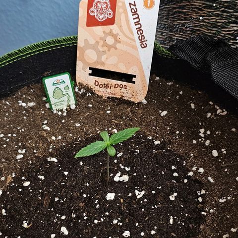 Do-Si-Dos #1 growlog timeline photo