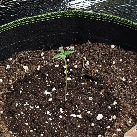 Sunset Sherbet Auto #1 growlog timeline photo
