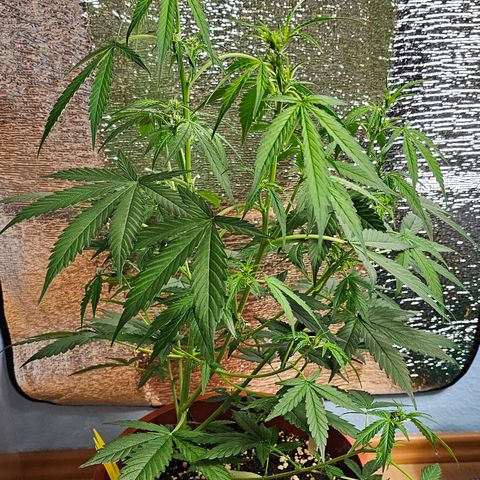 Lemon Auto #5 growlog timeline photo