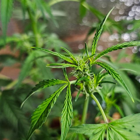 Lemon Auto #5 growlog timeline photo