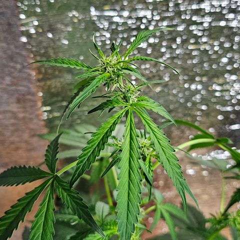 Lemon Auto #5 growlog timeline photo