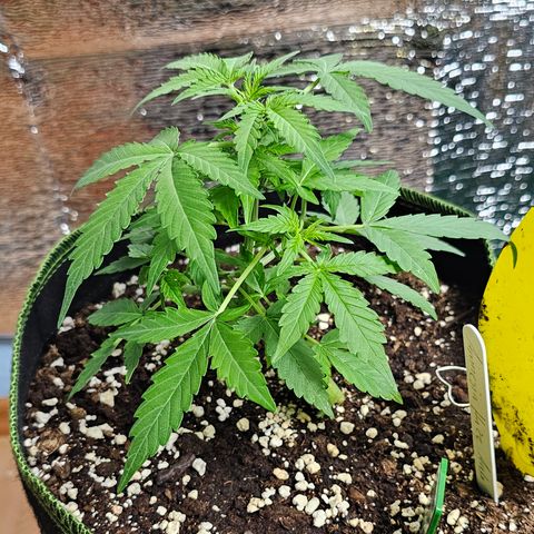 Amnesia Haze Auto #2 growlog timeline photo