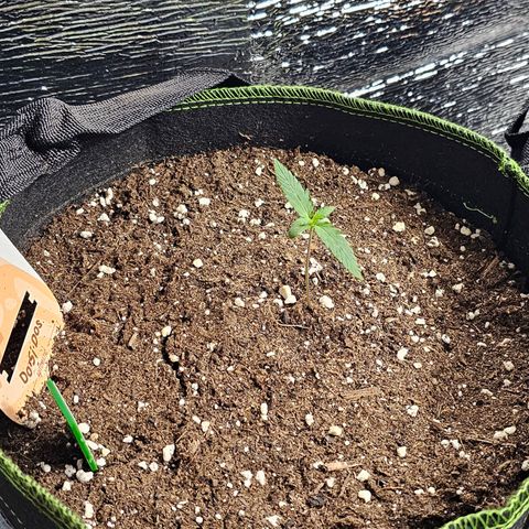 Do-Si-Dos #1 growlog timeline photo