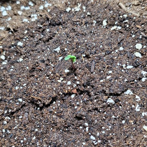 Apple Fritter Auto #1 growlog timeline photo