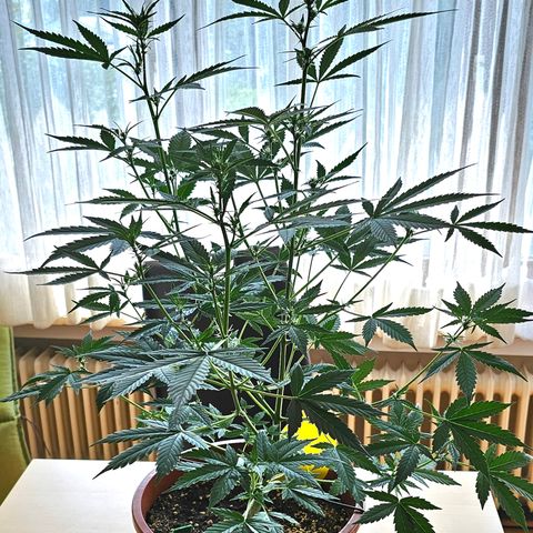 Lemon Auto #5 growlog timeline photo