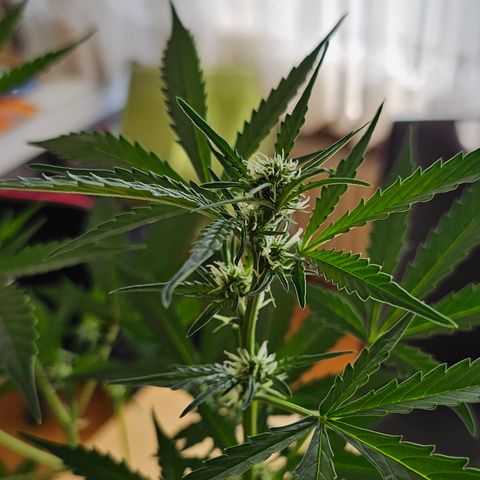 Lemon Auto #5 growlog timeline photo