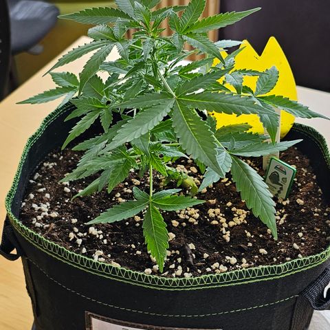 Amnesia Haze Auto #2 growlog timeline photo