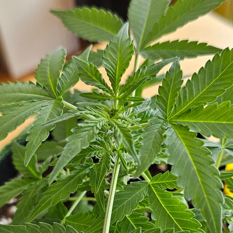 Amnesia Haze Auto #2 growlog timeline photo