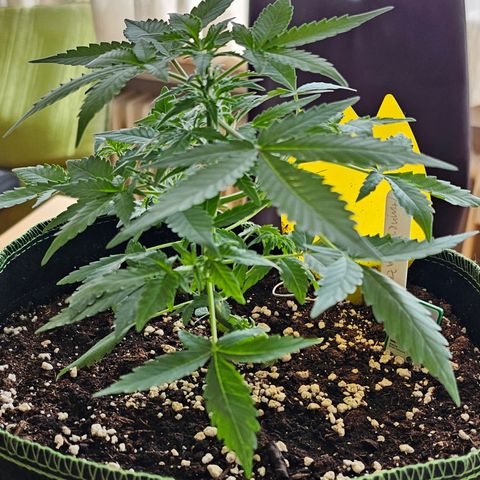 Amnesia Haze Auto #2 growlog timeline photo