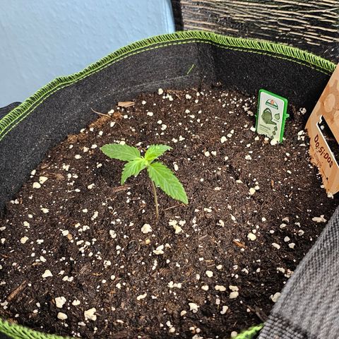 Do-Si-Dos #1 growlog timeline photo