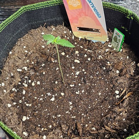 Sunset Sherbet Auto #1 growlog timeline photo