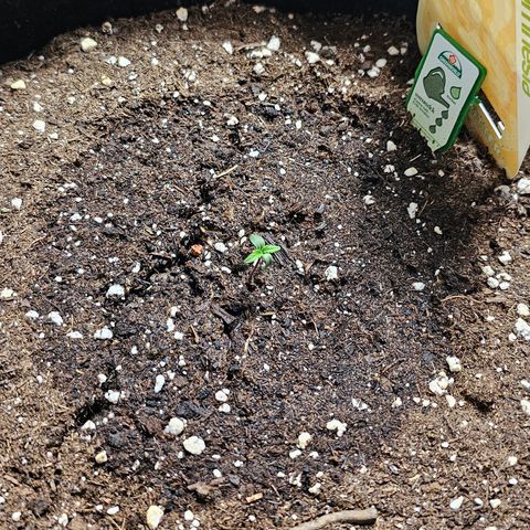 Apple Fritter Auto #1 growlog timeline photo