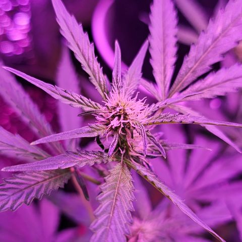 Lemon Auto #5 growlog timeline photo