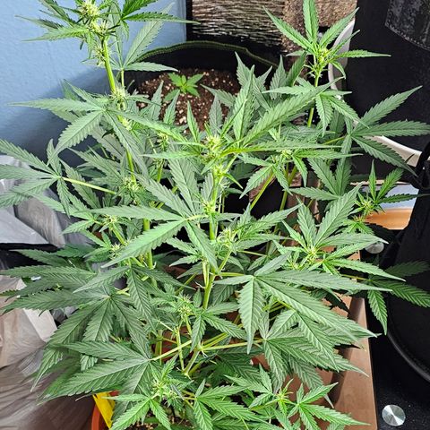 Lemon Auto #5 growlog timeline photo