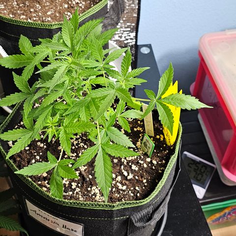 Amnesia Haze Auto #2 growlog timeline photo