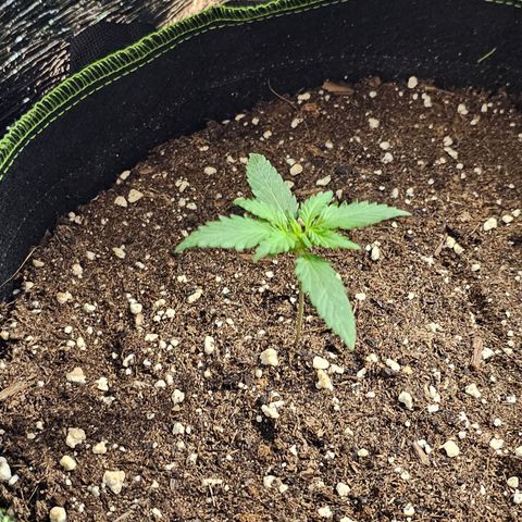 Do-Si-Dos #1 growlog timeline photo