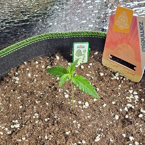 Sunset Sherbet Auto #1 growlog timeline photo