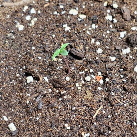 Apple Fritter Auto #1 growlog timeline photo